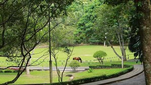 Un parque con un caballo pastando, un sendero curvo y arbustos cuidadosamente recortados.