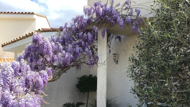 A building with a white exterior, a pergola covered in purple flowers, and several potted plants. - Apartment in a haven of peace 10 mm from the Mediterranean Sea. (Sorède)
