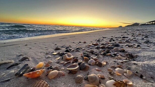 A beach with scattered seashells and a sunset in the background.