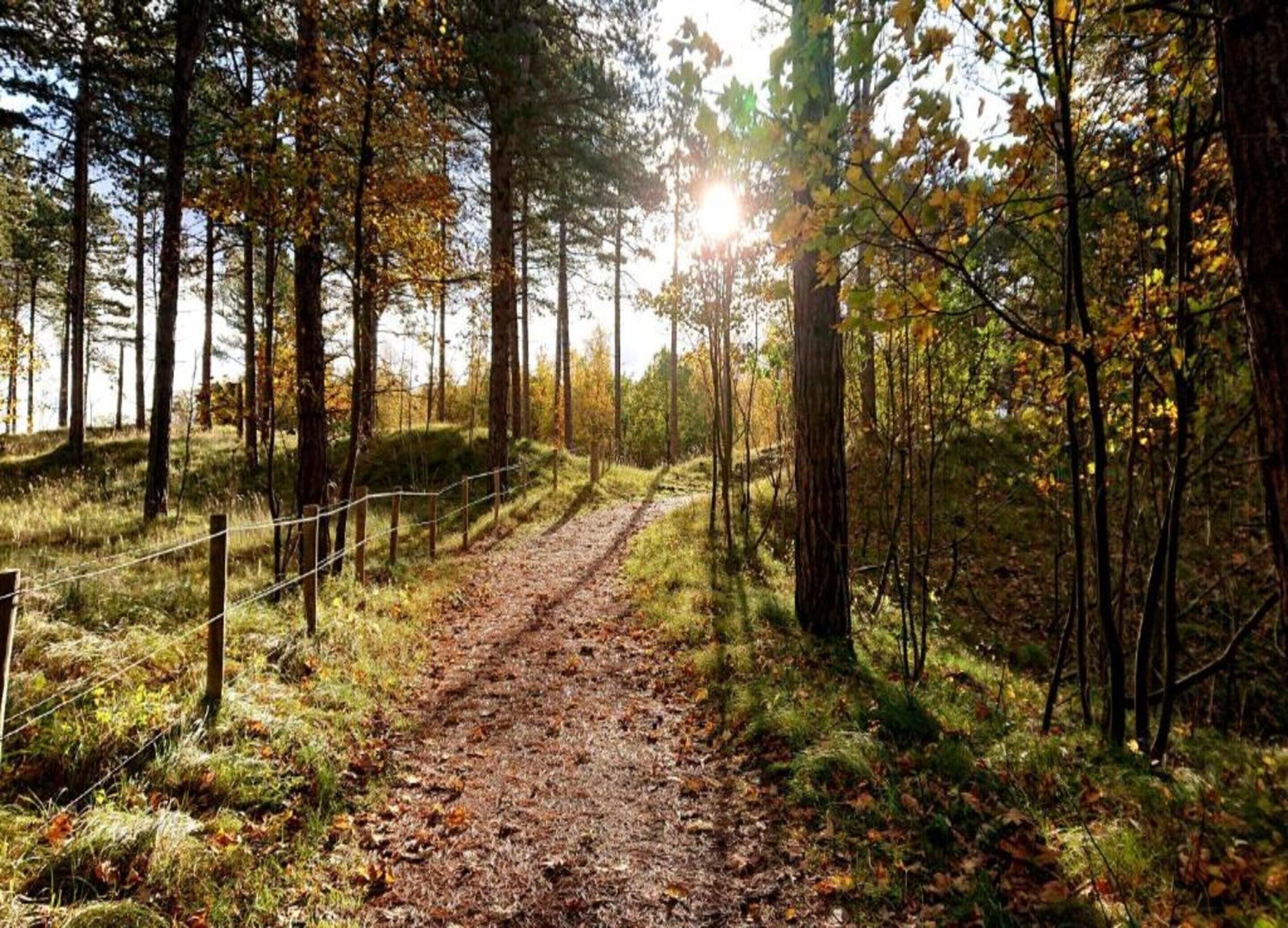 A forest path with a fence on one side and tall trees on both sides.