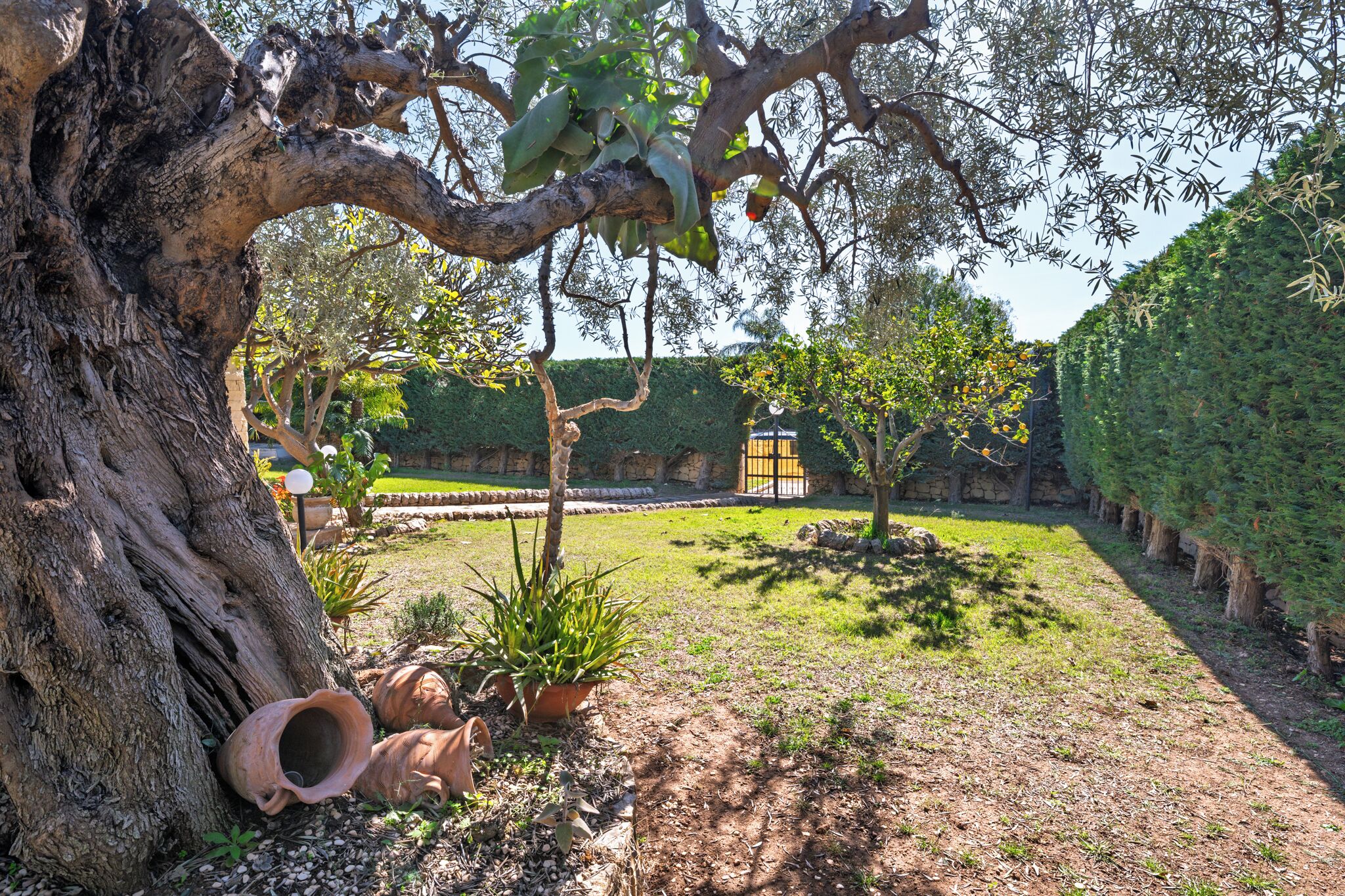 Un jardin avec un grand arbre, des plantes en pot et un mur de pierre.