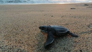 Una tortuga en una playa pedregosa con olas al fondo.