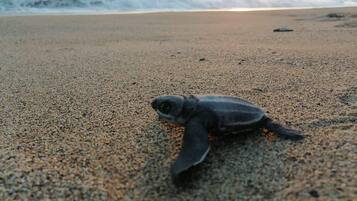 En la playa, toallas de playa