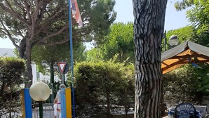 Ein Weg führt zu einem Gebäudeeingang mit einer Flagge, einem Laternenpfahl und einem großen Baum.
