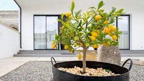 Un citronier en pot se trouve devant un bâtiment moderne doté de grandes fenêtres et d’un pilier en pierre.