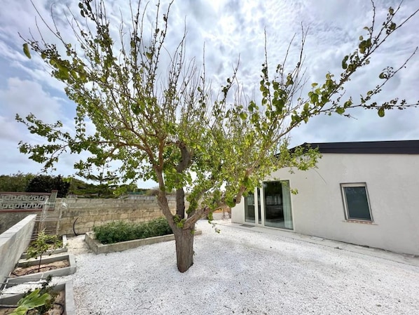 A tree in a courtyard with a modern building in the background.