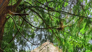 A thatched-roof hut with a yellow wall, surrounded by trees. - Hôtel Finio (Joal-Fadiout)