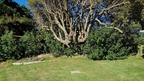 Un área verde bien cuidada con un árbol grande y abundante arbusto.