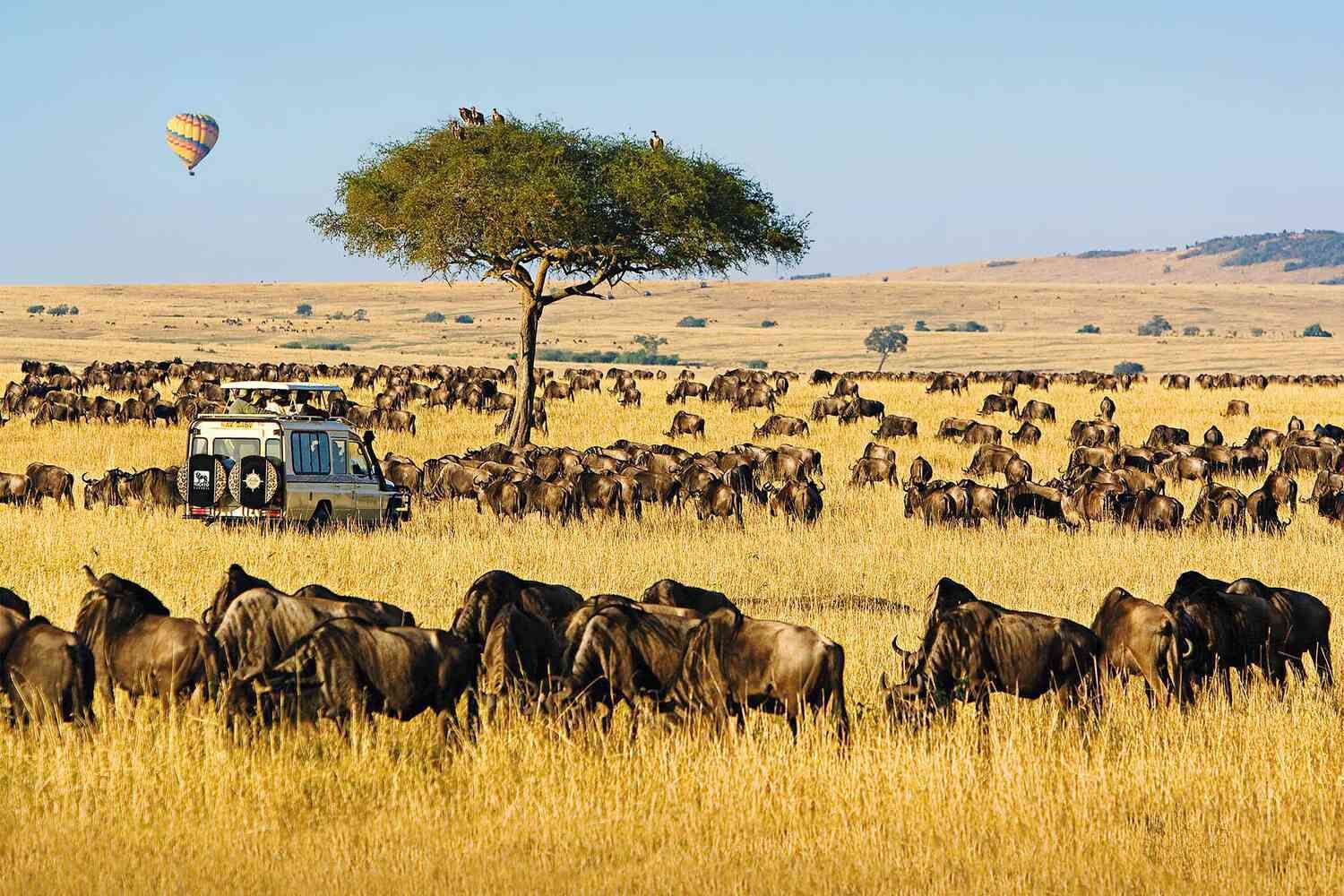 A safari vehicle with a herd of wildebeests in a grassy field, a tree, and a hot air balloon in the distance.