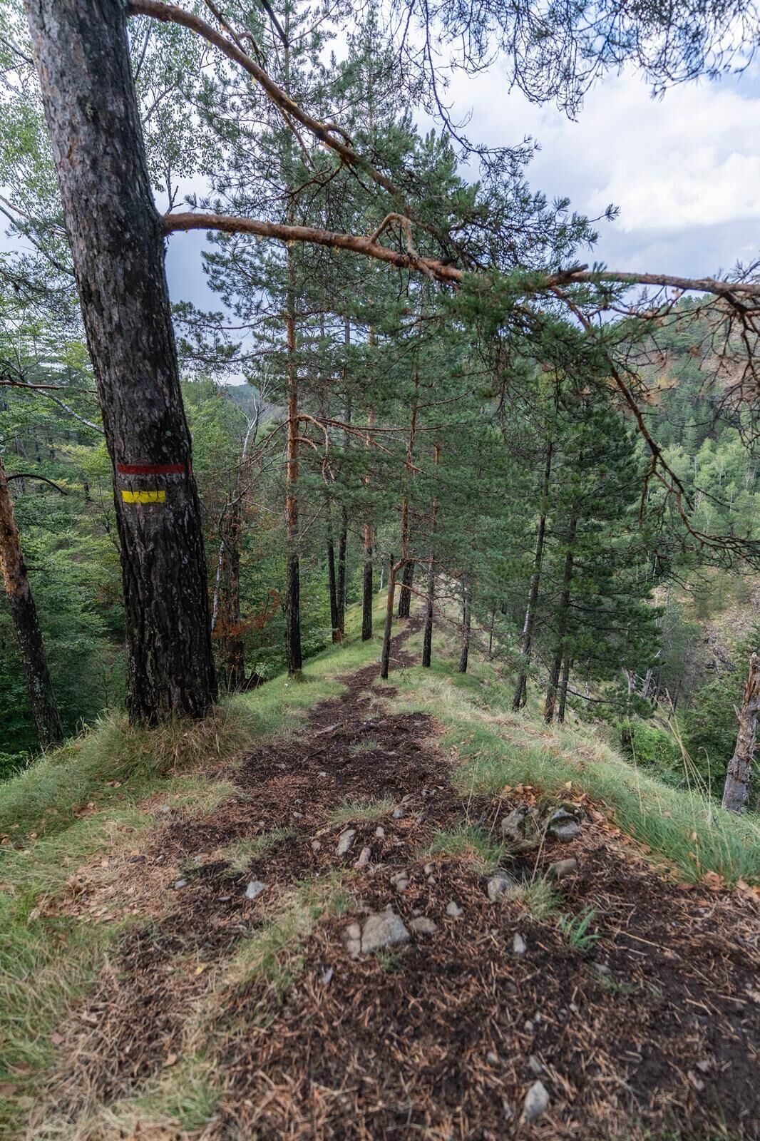 A forest trail with a marked path, surrounded by pine trees and a grassy area.