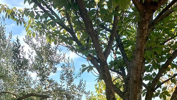 A statue of a robed figure with a plaque reading "MEDUGORJE" in a park with a tree, a potted plant, and a paved walkway. - Pension Silvia (Medjugorje)
