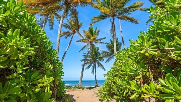 Un sendero que conduce a la playa, rodeado de exuberante follaje y palmeras.