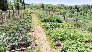 A vineyard with rows of grapevines and a dirt path. - Beautiful apartment in villa for 2 guests with WIFI, A/C, pool, TV and pets allowed (Gaiole In Chianti)