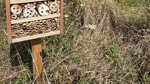 Un hotel para insectos de madera con varios compartimentos para anidar, frente a un campo cubierto de césped y un árbol.