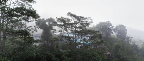 A house surrounded by dense forest with a view of the sky through the trees.
