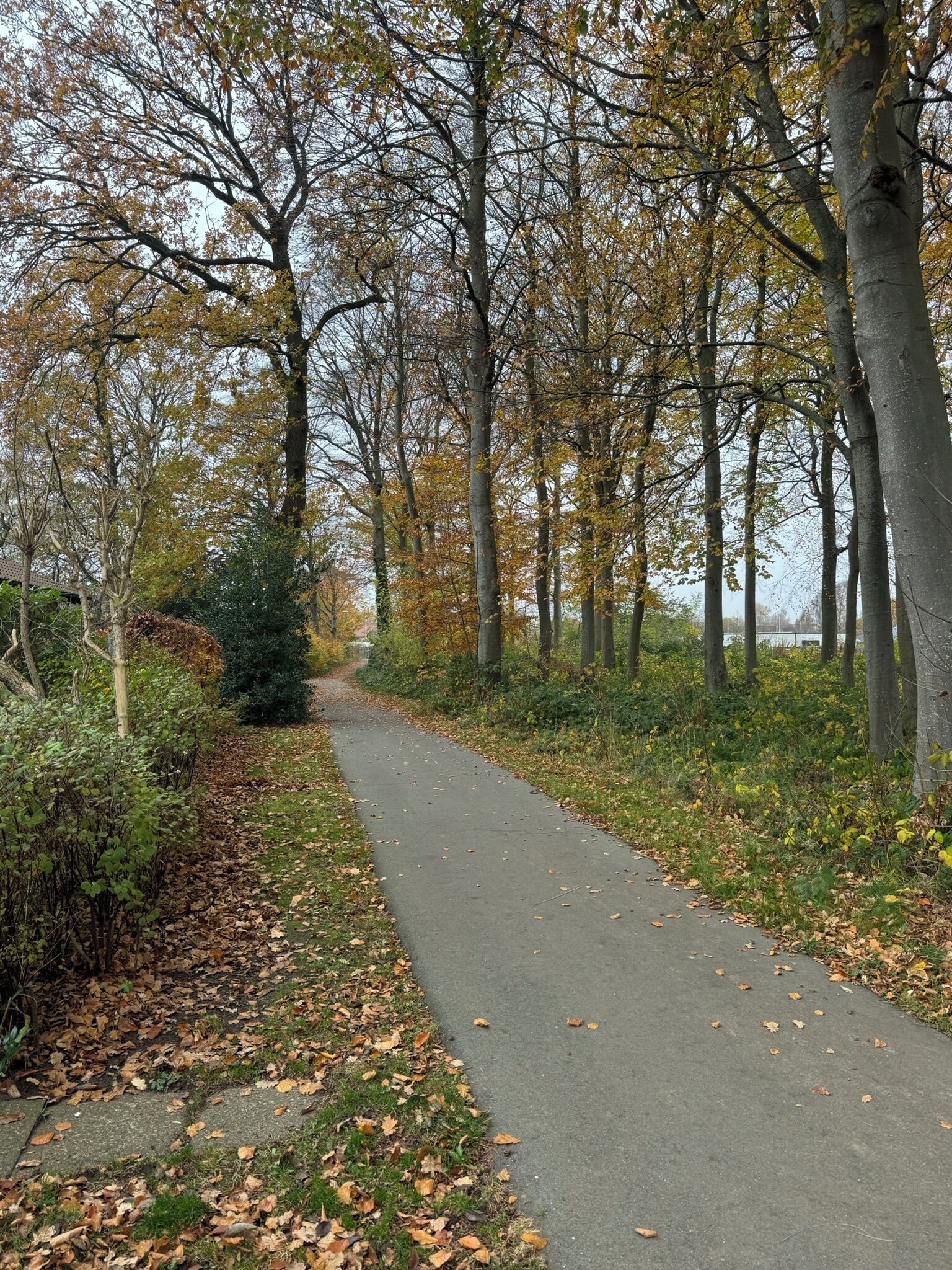 A paved pathway surrounded by trees with autumn leaves.