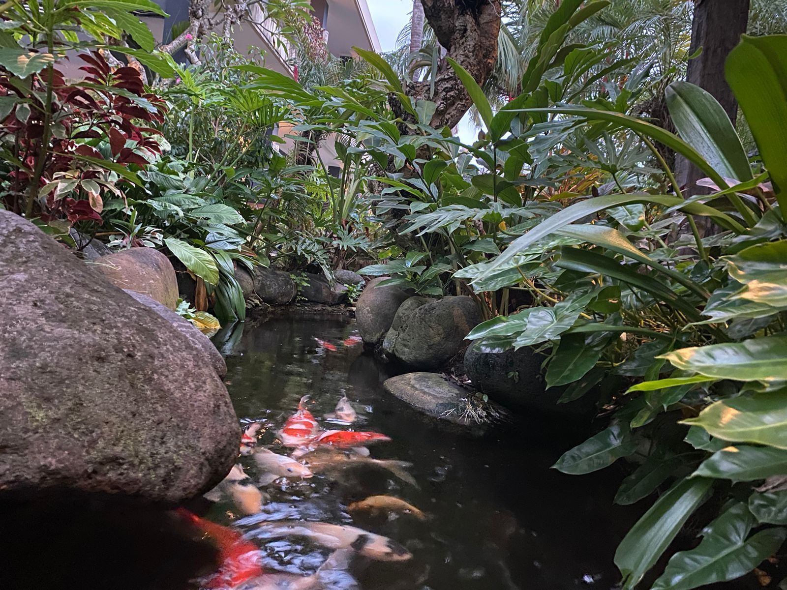 A koi pond surrounded by rocks and lush greenery.