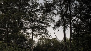 A cabin surrounded by tall trees at dusk. - Antrim Streamside (Livingston Manor)