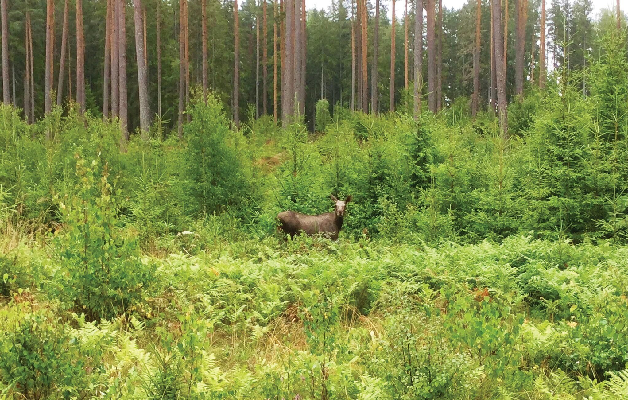 A moose in a dense forest with tall trees and underbrush.