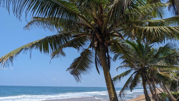 Une plage bordée de palmiers, offrant une vue dégagée sur l’océan.