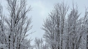 Une cabane en bois entourée d’arbres couverts de neige.