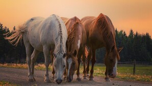 Drie paarden grazen in een veld, met een hek en bomen op de achtergrond.
