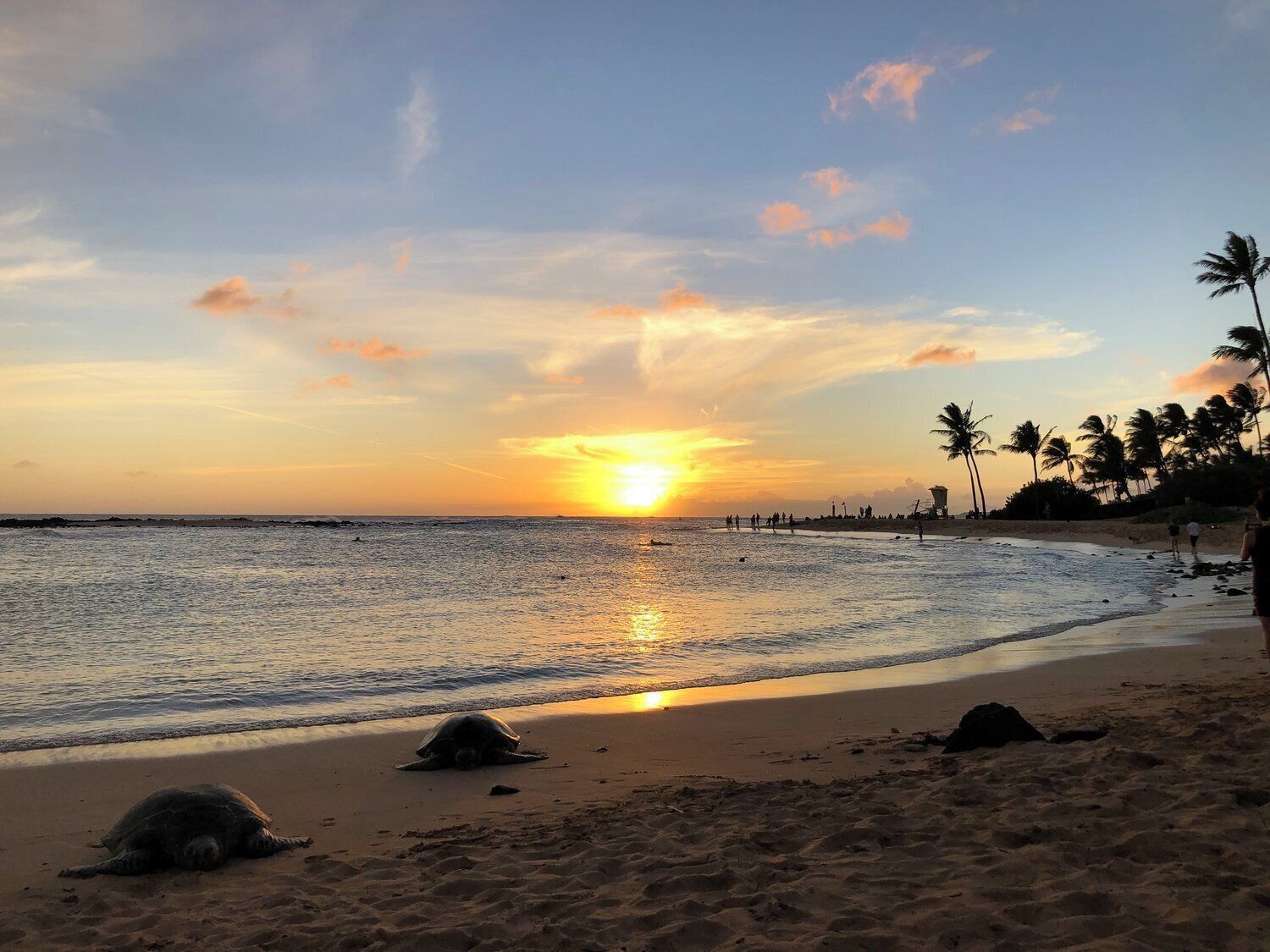 A beach with a turtle on the sand and palm trees in the background.