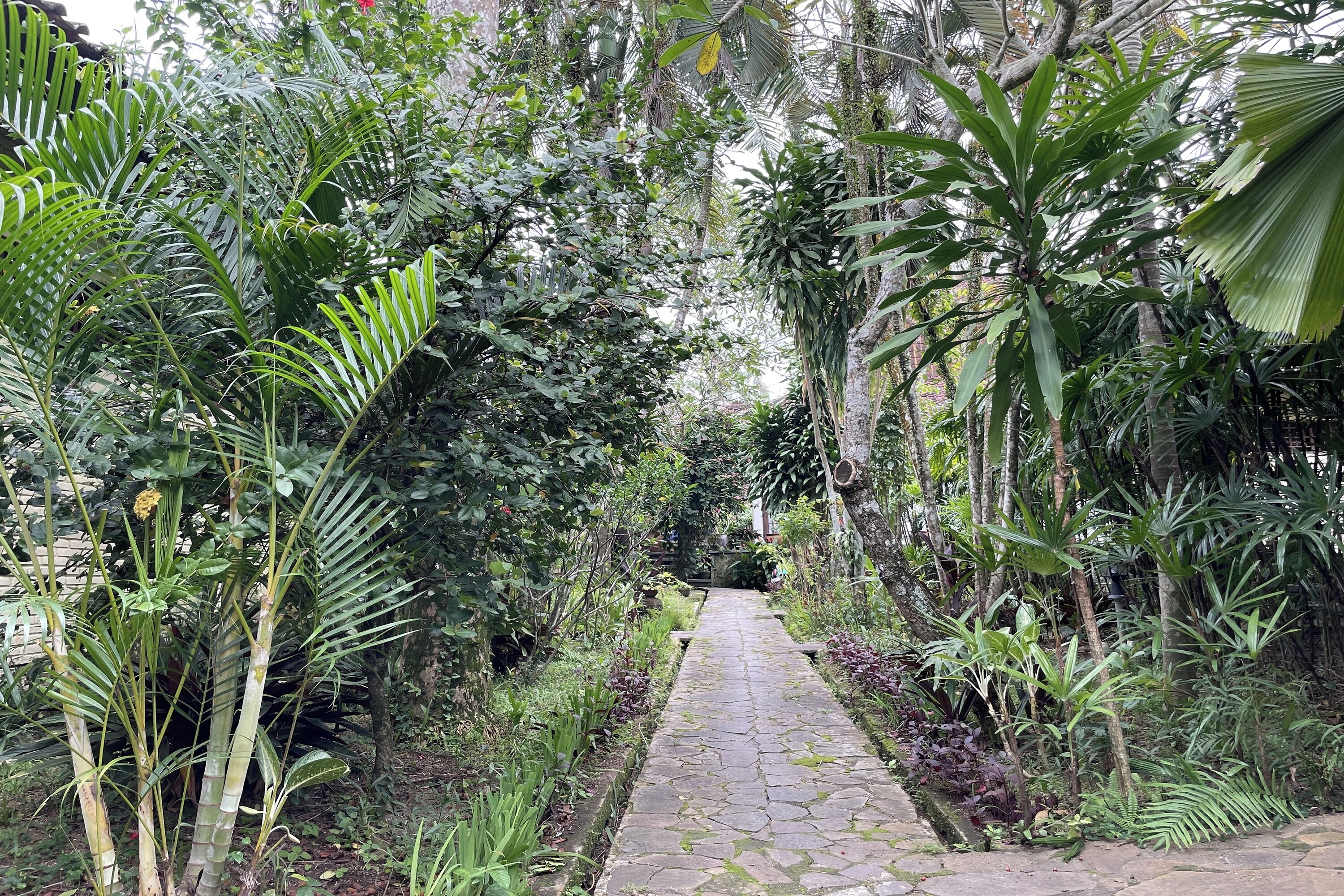 A stone pathway flanked by lush tropical vegetation.