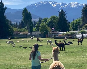 Miscellaneous - Camp amoung Alpacas Llamas & Sheep close to Olympic National Forest Port Angeles (Port Angeles)