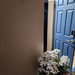 A hallway with a blue door and a potted orchid plant. - Hostel Hanil (Seoul)