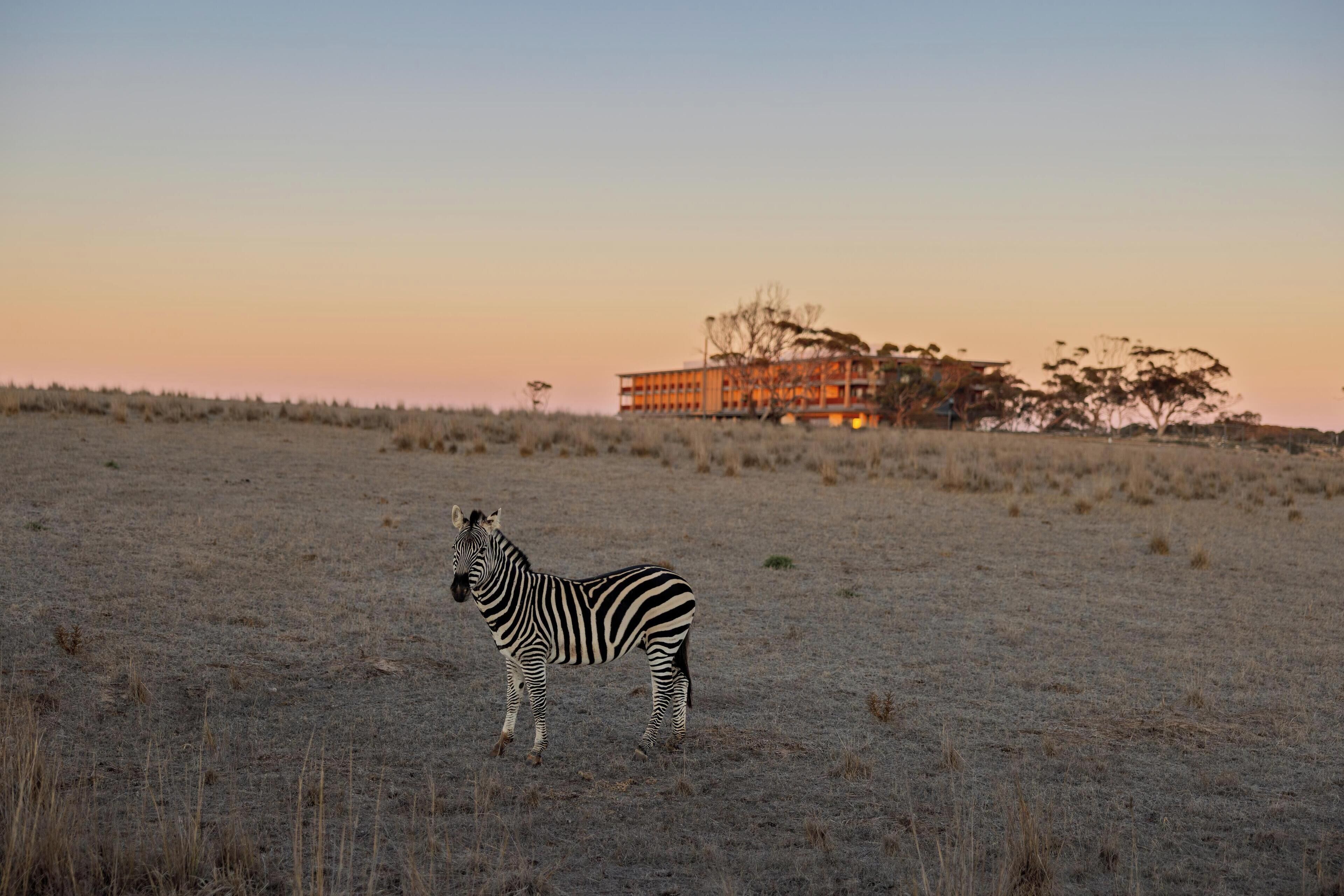 A zebra standing in a field with a building in the background.