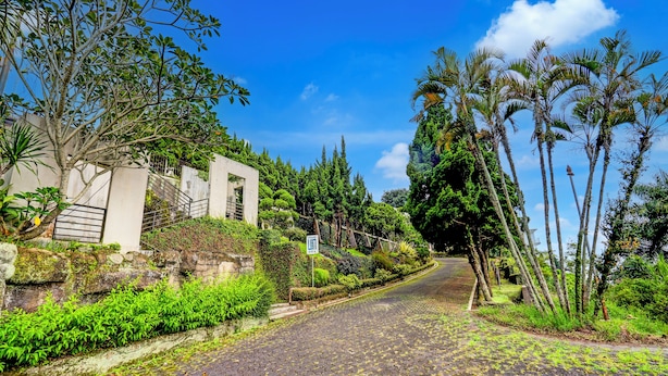 Un sendero pavimentado con superficie de piedra, bordeado de exuberante vegetación y altas palmeras.