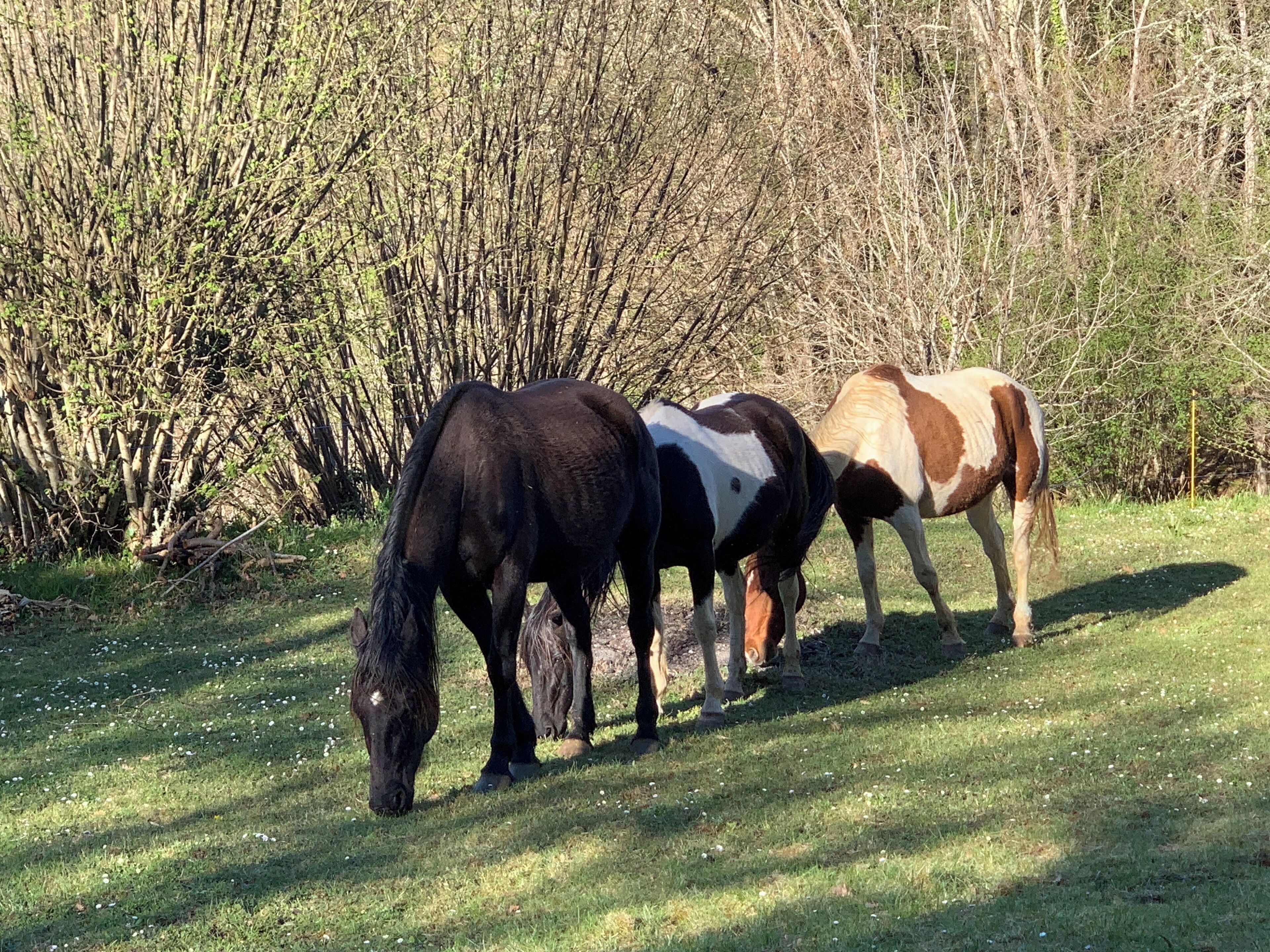 Three horses grazing in a grassy field with trees in the background.