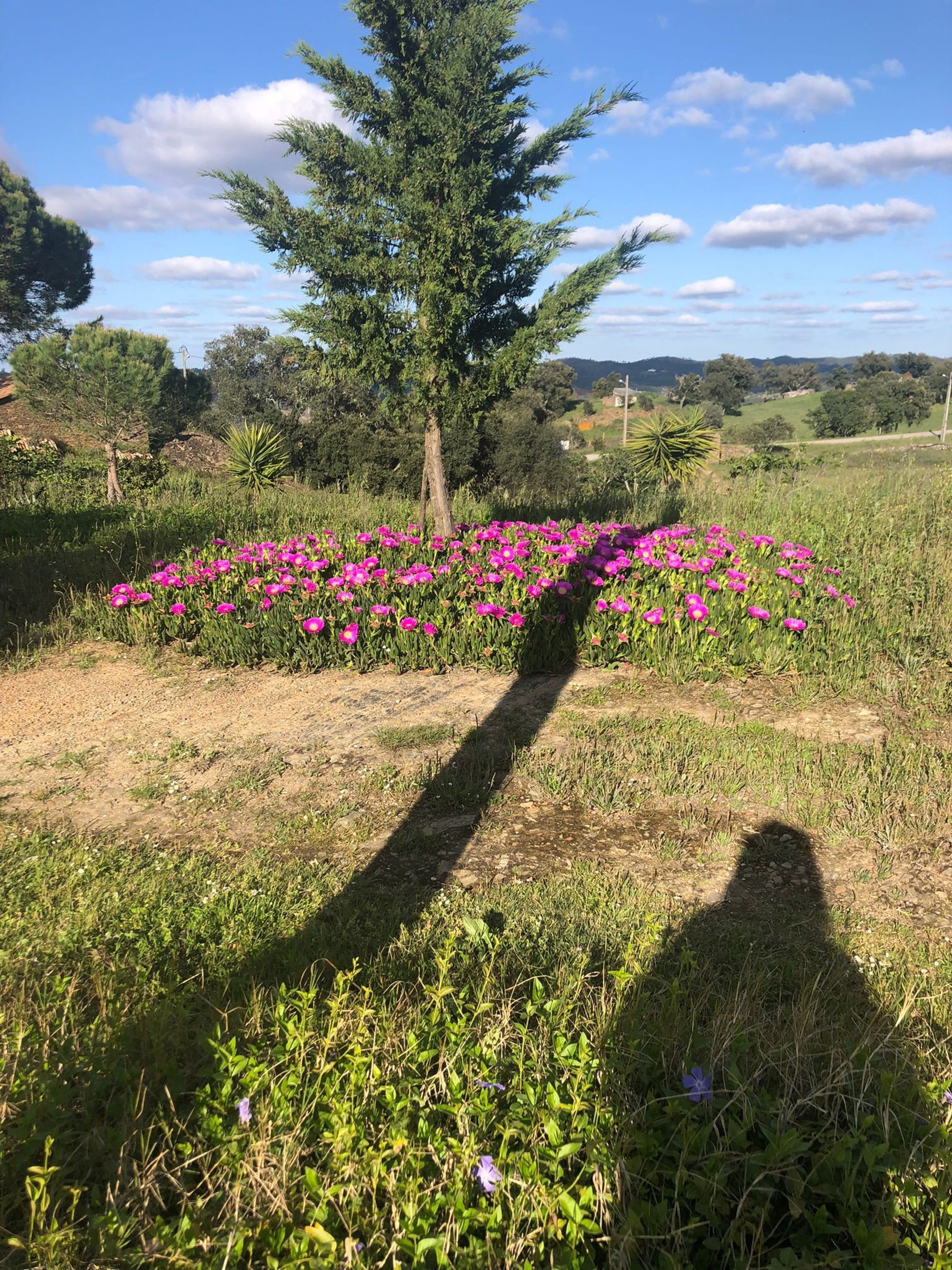 A field with pink flowers and a tree casting a shadow.