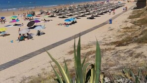 A beach with numerous umbrellas and sun loungers, a clear sky, and a distant shoreline. - Ground Floor Palmeira Gal Villa With Pool (Albufeira)