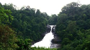 A waterfall surrounded by dense forest.
