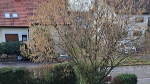 Une zone herbeuse avec un petit arbre et un récipient en pierre.