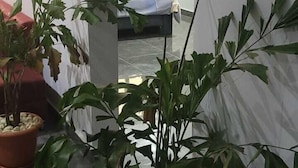 Un pasillo con plantas en macetas, una cama al fondo y una ventana.