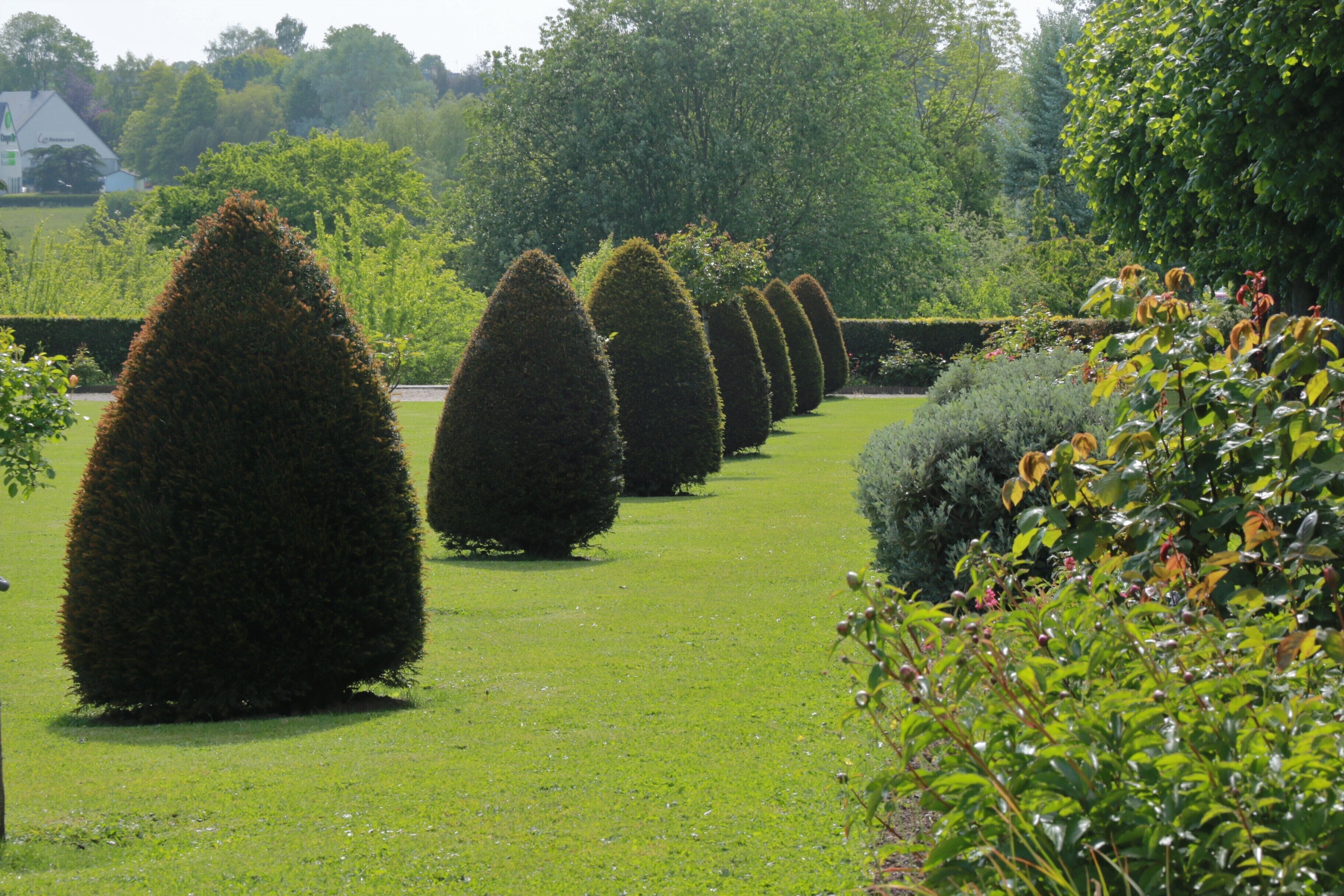 A neatly trimmed hedge in a garden.