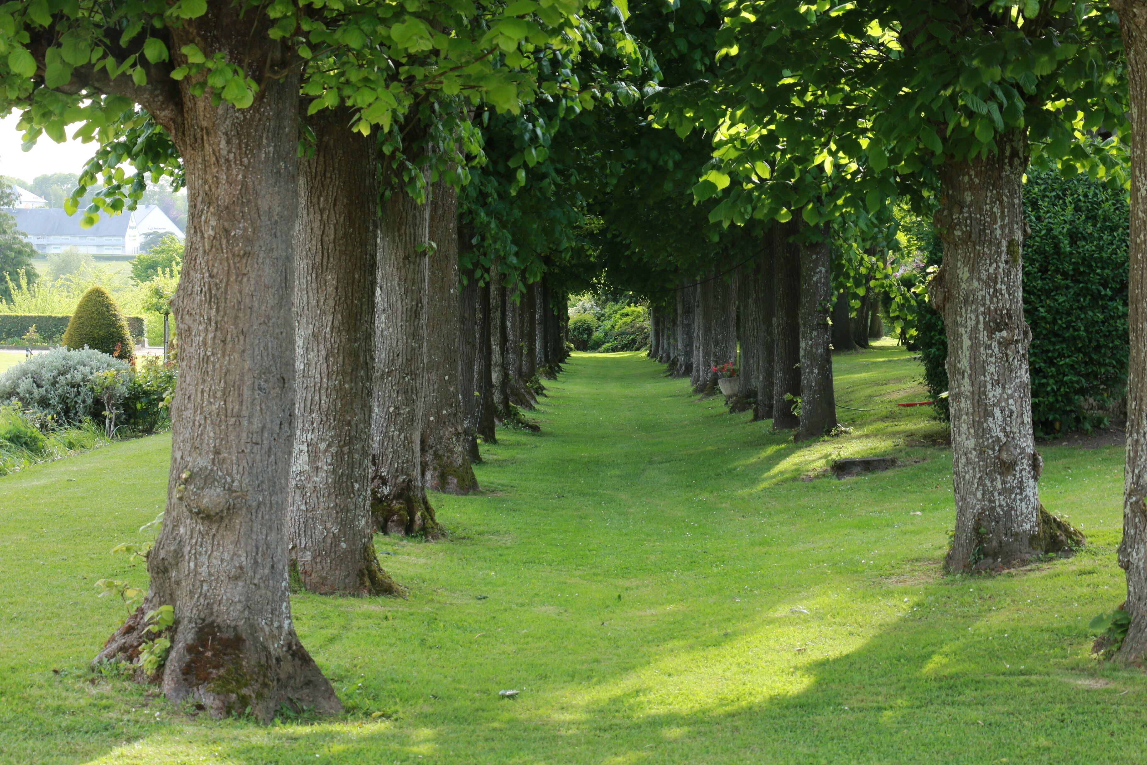 A pathway lined with tall trees in a well-maintained garden.