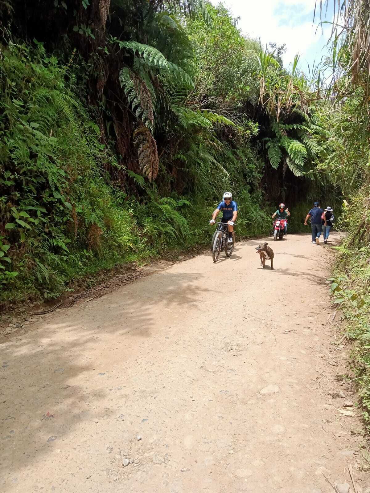 Un sendero de tierra rodeado de abundante vegetación y helechos.