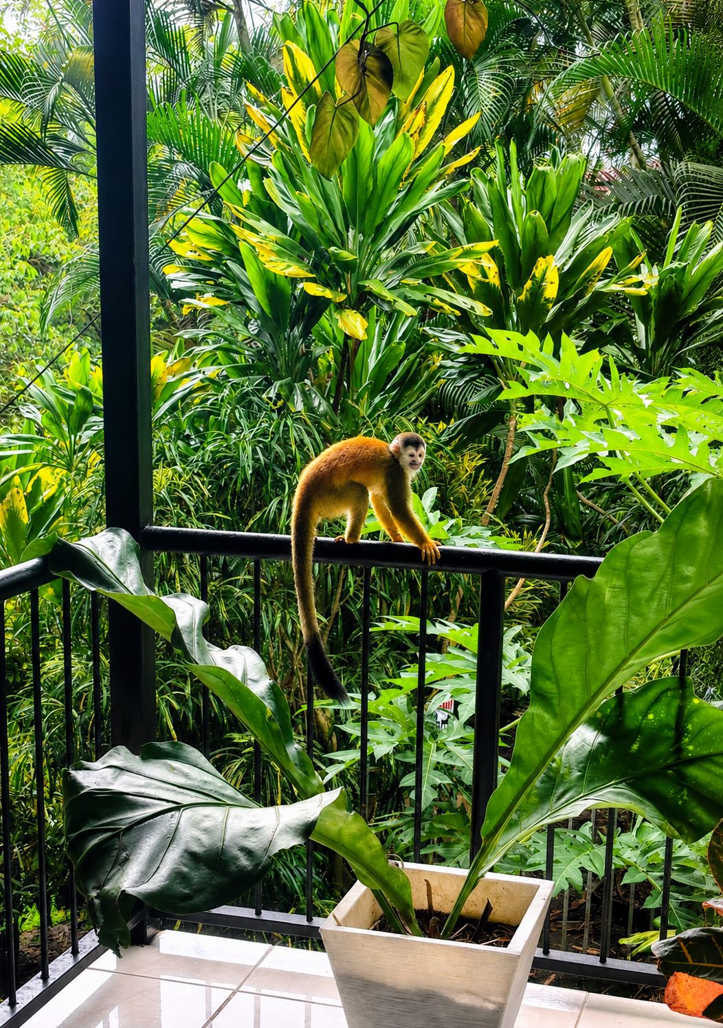 A monkey on a balcony railing surrounded by lush green foliage.