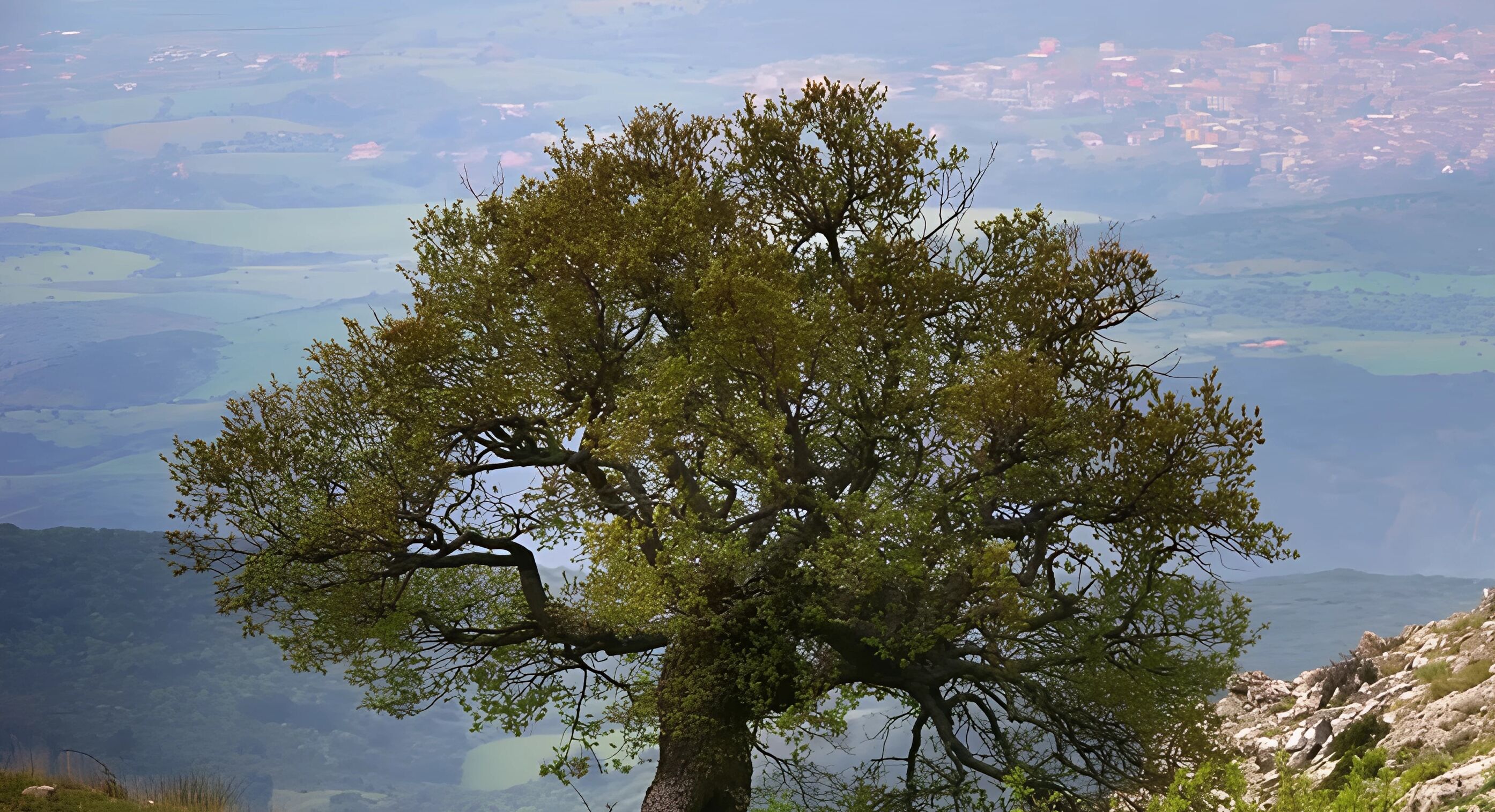 A tree in a mountainous area with a view of a distant town.