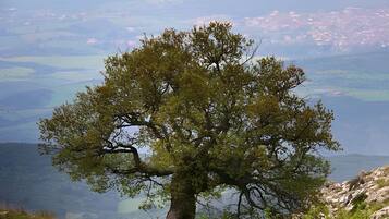 A tree in a mountainous area with a view of a distant town.