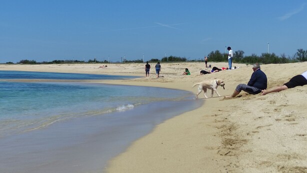 Una playa con gente y un perro cerca del agua.