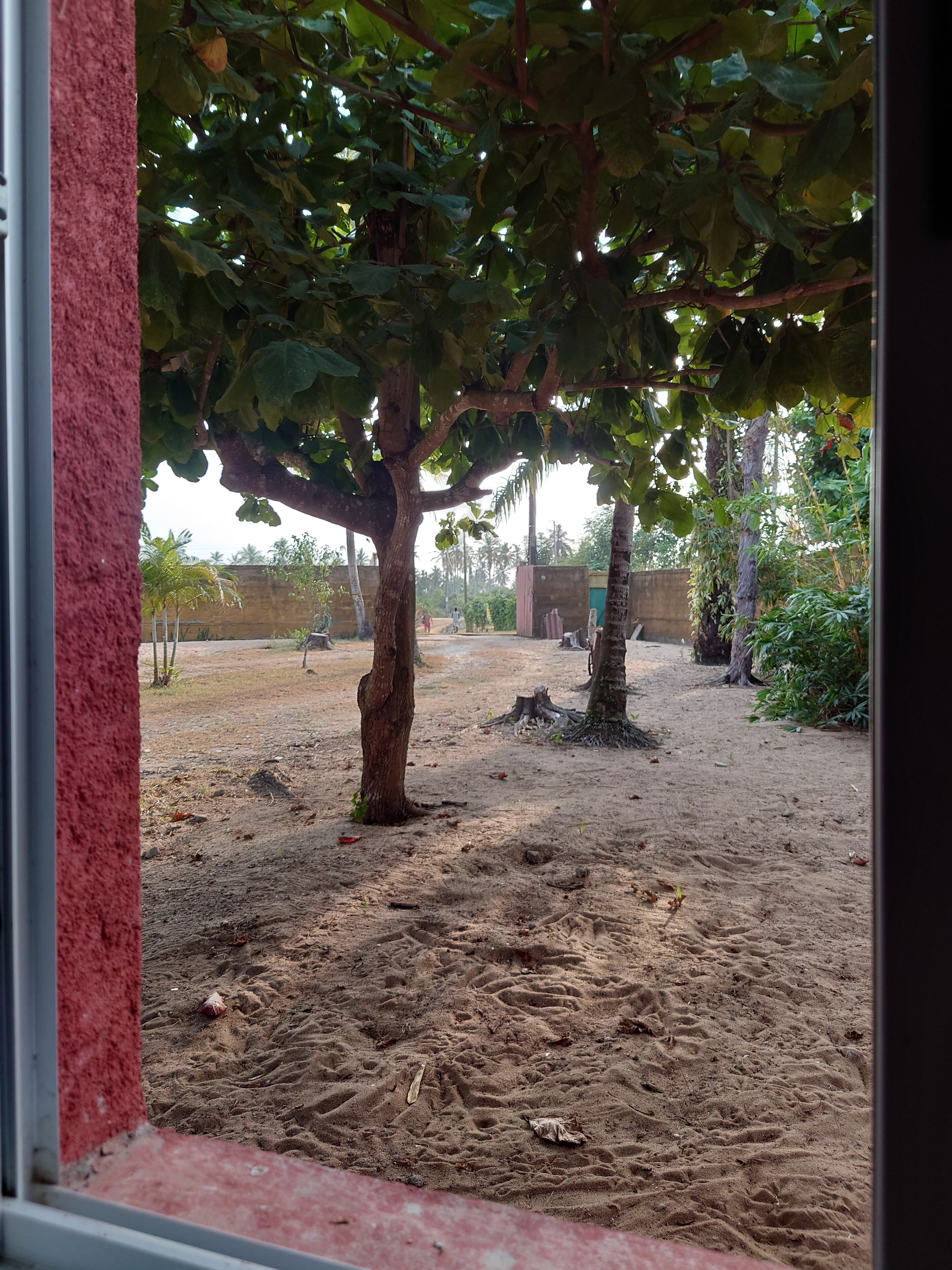 A view of a sandy area with trees and a building in the background.