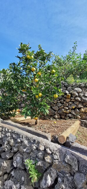 Property grounds - Tenerife finca vacation, guest house, sun terrace, heated pool, garden (Icod de los Vinos)