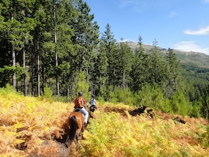 A forested area with two people riding horses.