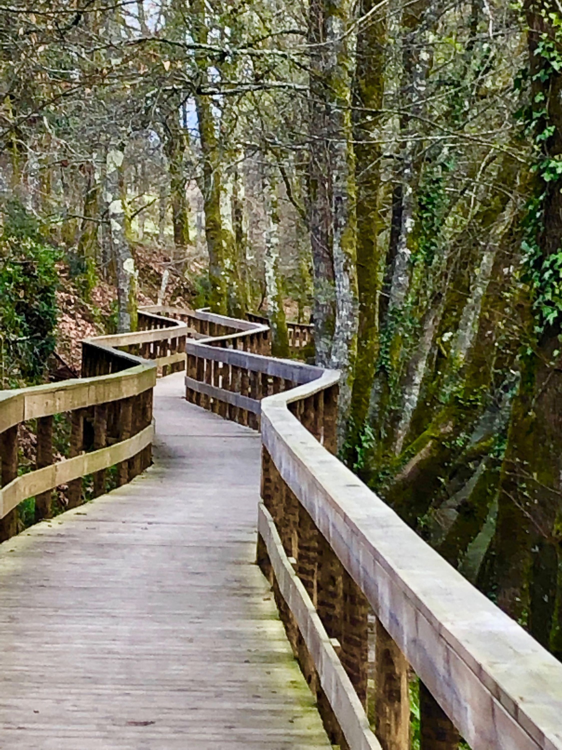Un pasillo de madera serpentea por un bosque con árboles cubiertos de musgo.
