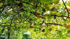 Une longue table entourée de chaises, placée sous la canopée des arbres, dans un cadre verdoyant et luxuriant.